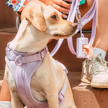 Adjustable Nylon Oxford Pet Leash Set No-Pull Dog Harness Vest Solid Pattern Reflective Ribbons Manufactured Plastic Alloy-Ready